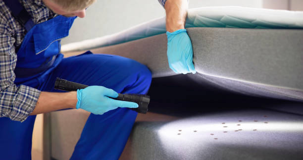 Best Wasp Removal Services  in Phoenix Lake, CA