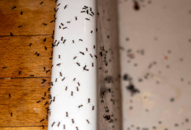 Best Rat Extermination Near Me  in Phoenix Lake, CA