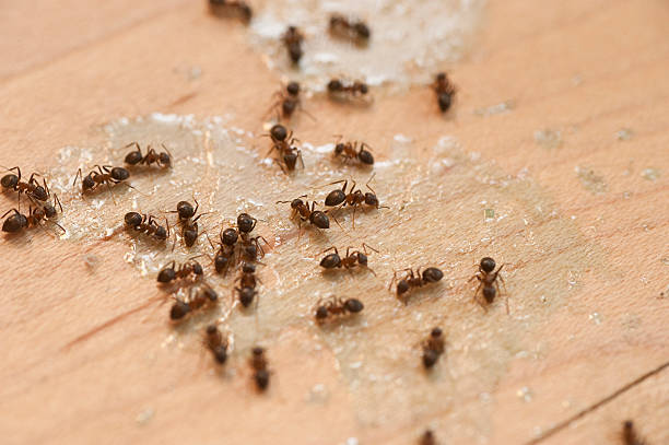 Best Commercial Pest Control Services  in Phoenix Lake, CA