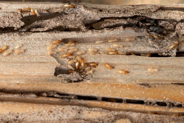 Pest Control Cost in Phoenix Lake, CA